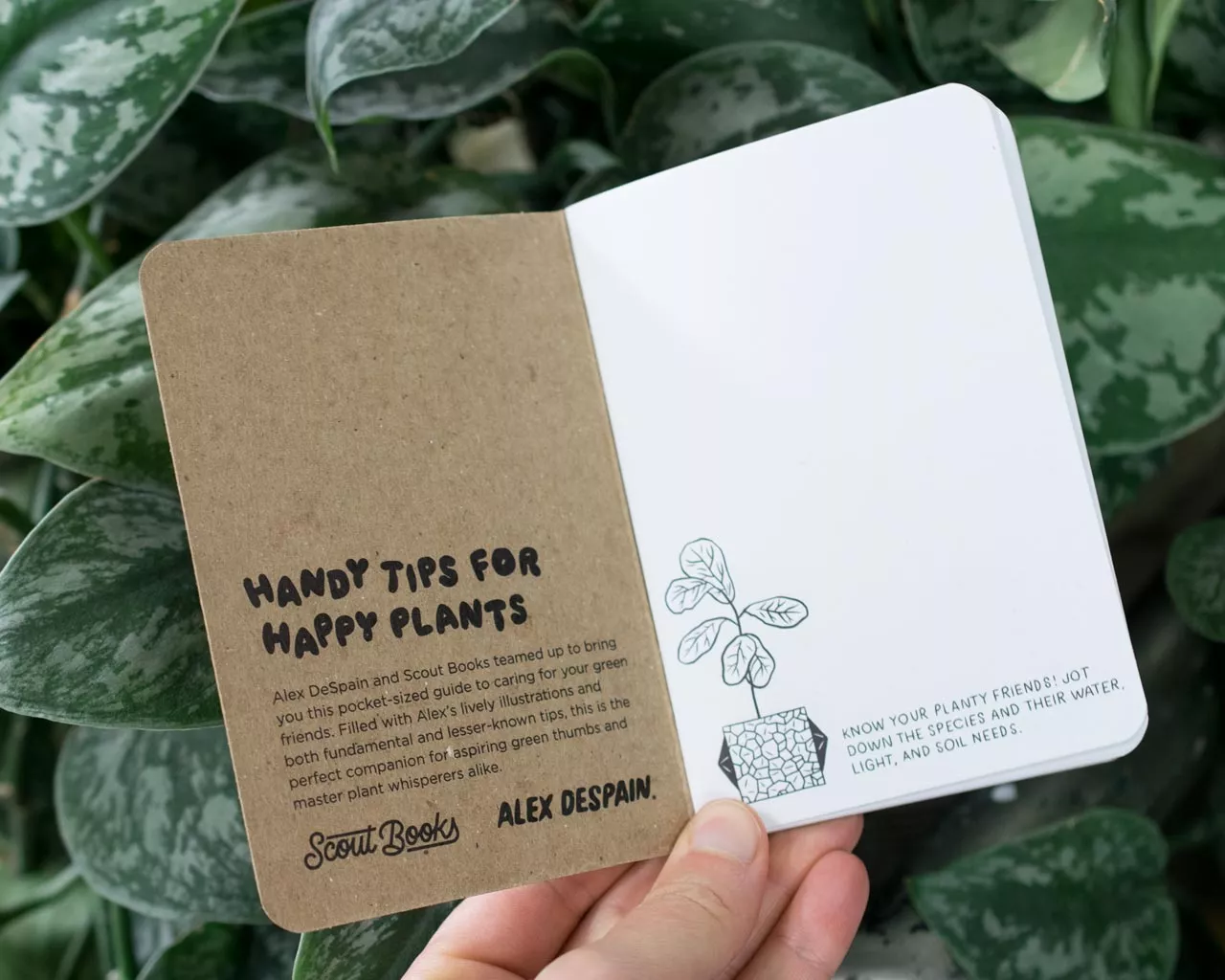 Alex DeSpain Scout Books